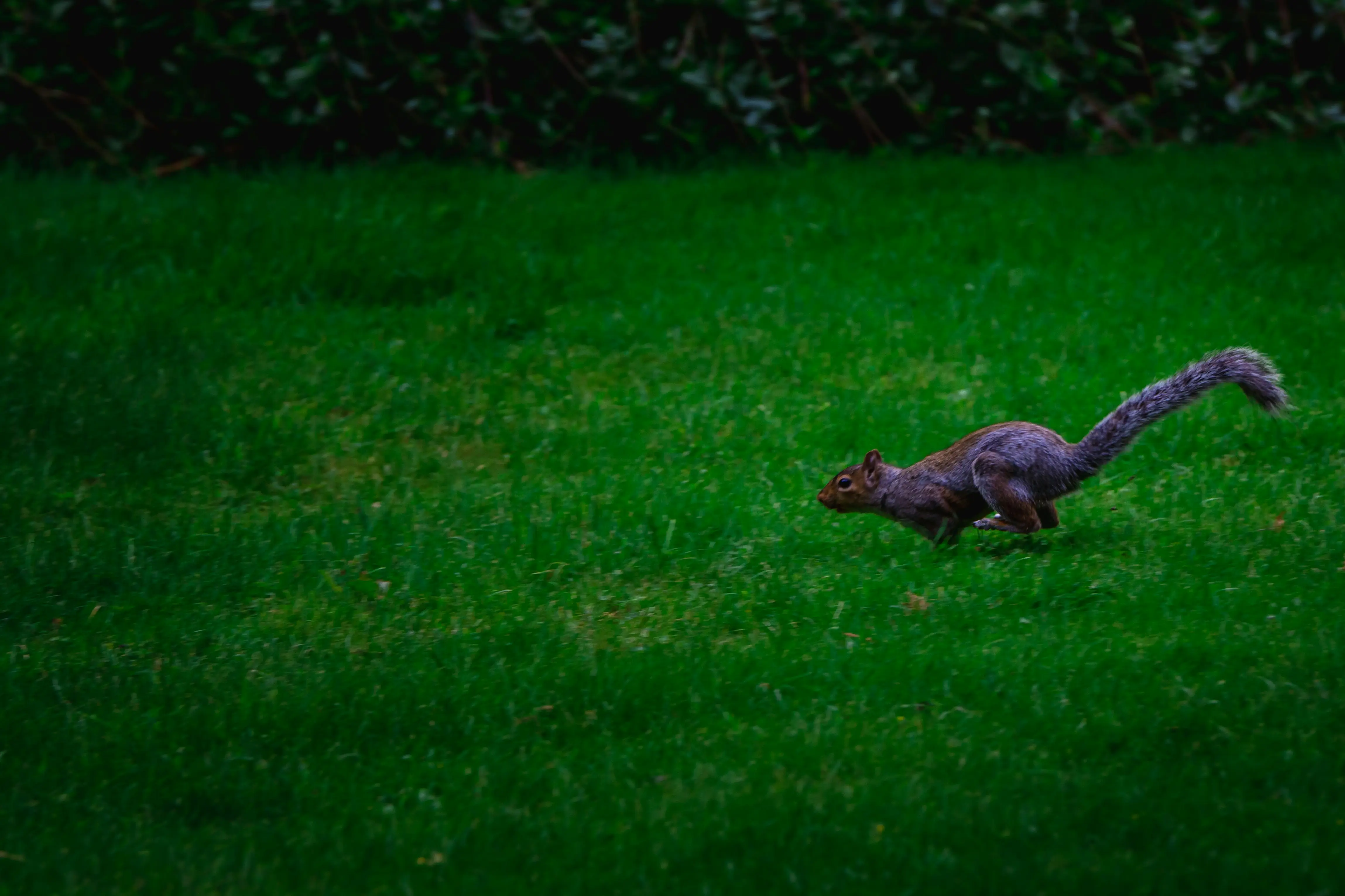 What is Purple Squirrel Recruiting and Why It's Killing Your Hiring