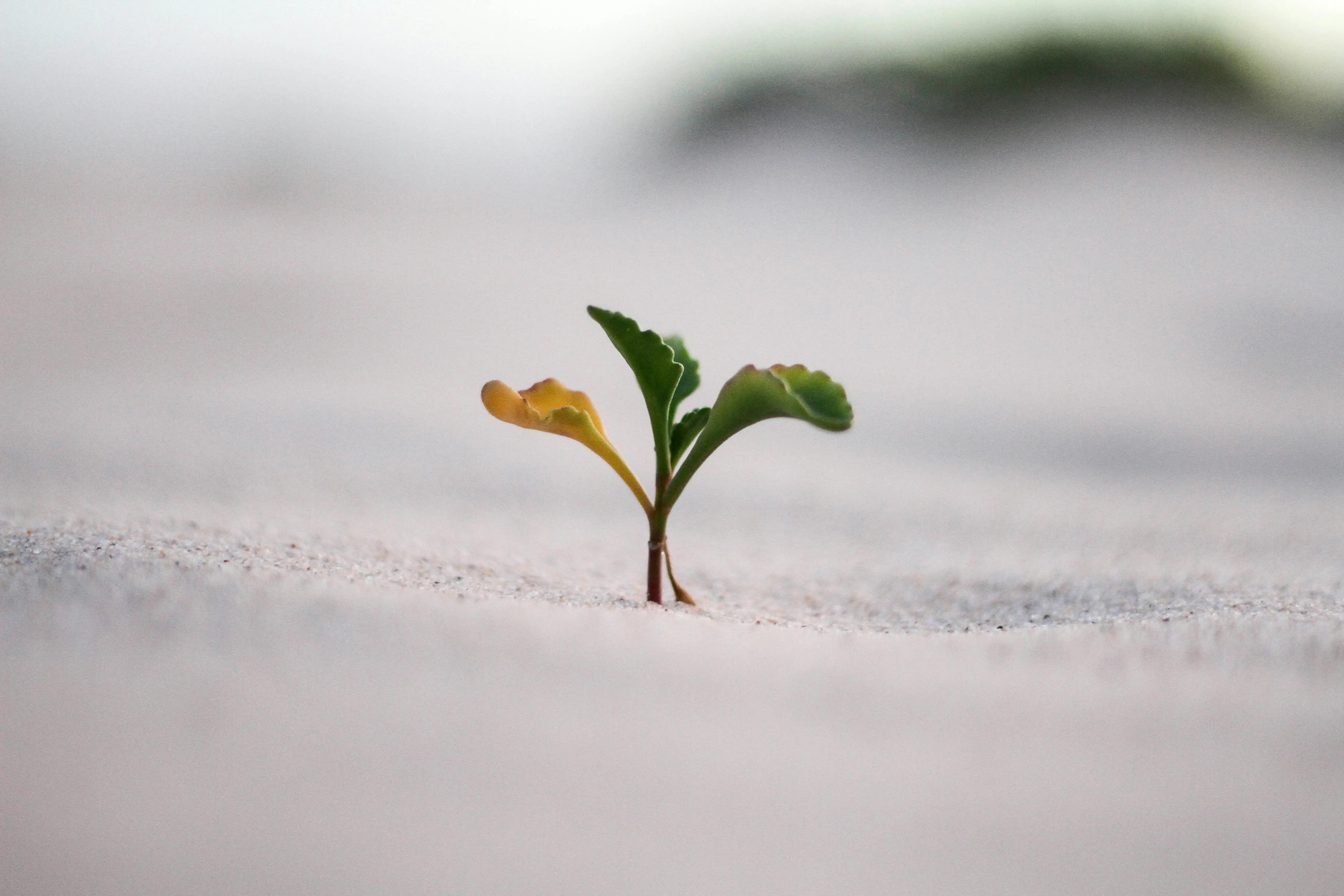 The Art of Content Engagement: How Giving Can Lead to Growth