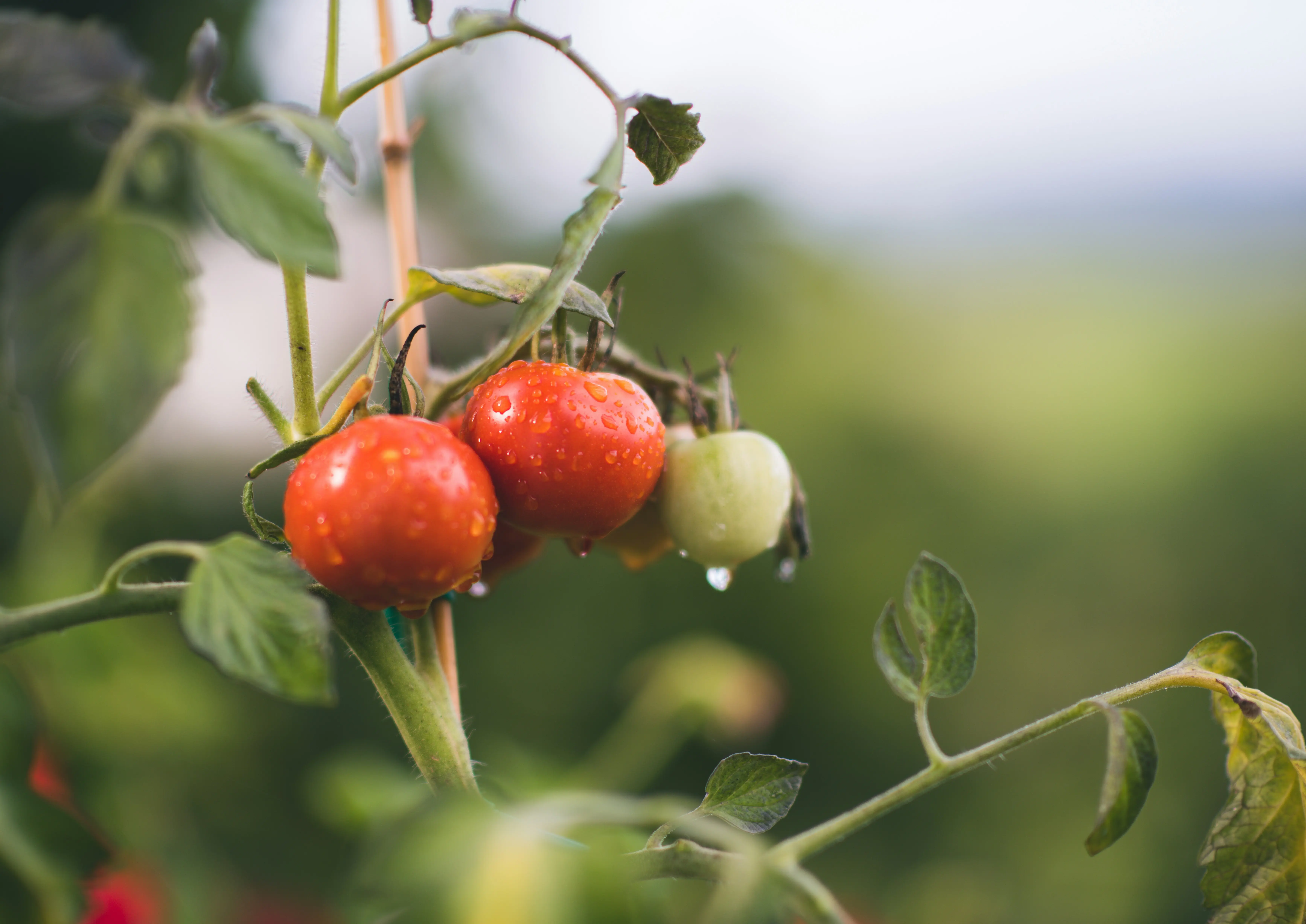Complete Guide to Organic Growth Strategies for B2B Startups on LinkedIn