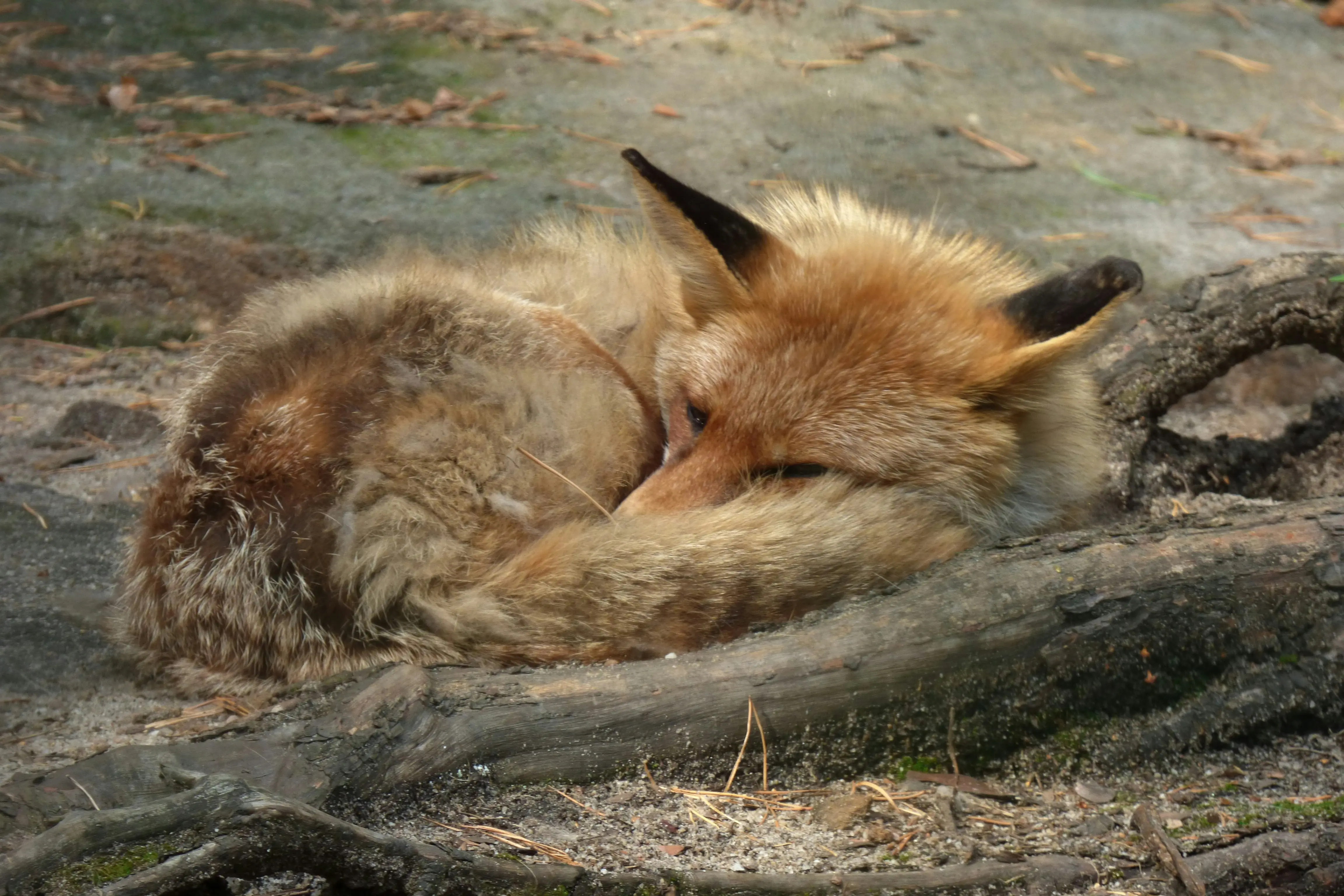 How to Hibernate Your LinkedIn Account: A Complete Guide for Professionals